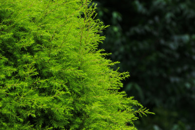 黄金串钱柳绿色植物背景