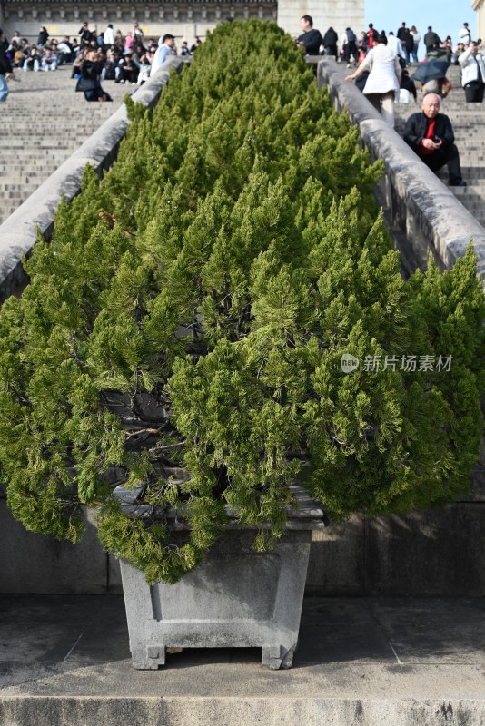 台阶旁大型盆栽绿植景观