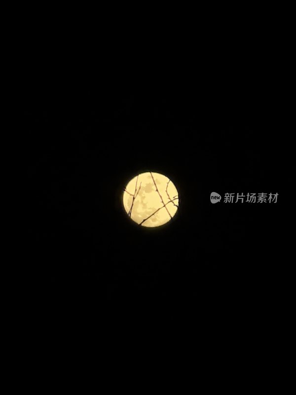 夜空中明月高挂，枝桠映衬更显静谧