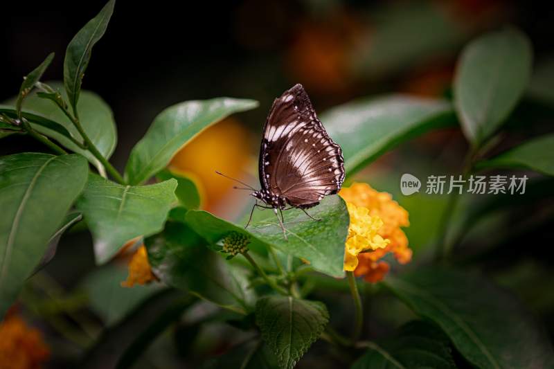 花粉蝴蝶飞翔，美丽的飞虫