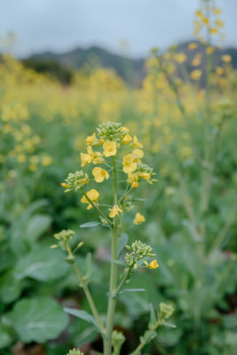 单株油菜花特写背景为大片油菜花田