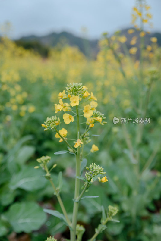 单株油菜花特写背景为大片油菜花田