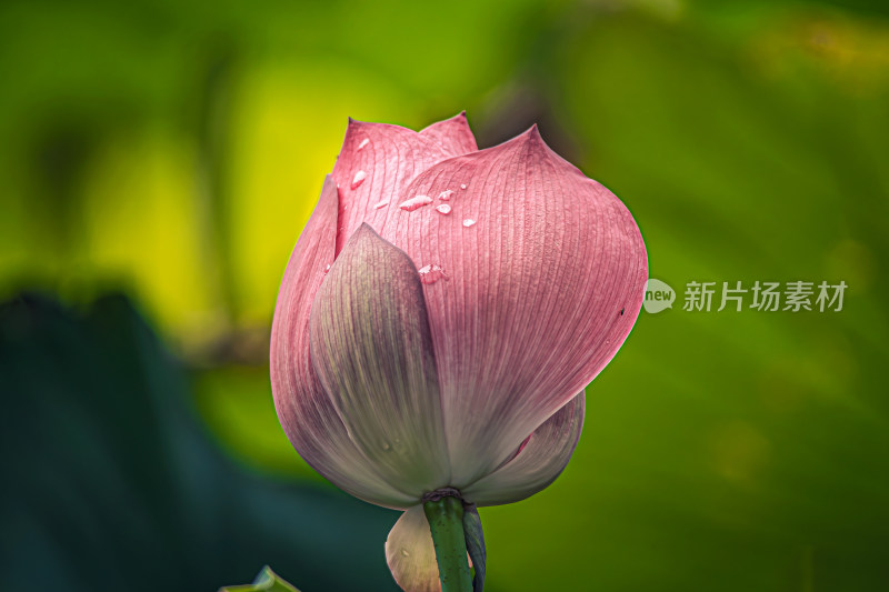 雨后荷花上的水珠