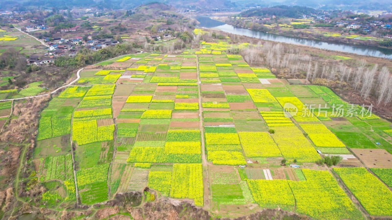 农业种植油菜花农作物航拍