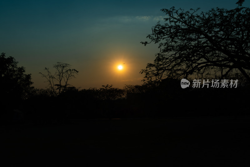 夕阳下树木的轮廓和剪影