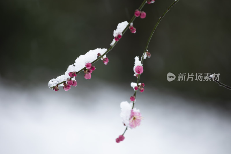 下雪天红梅花盛开