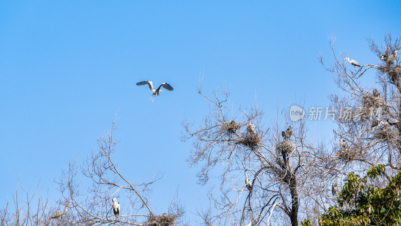 成都锦城公园栖栖的野生苍鹭