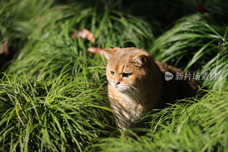 公园草地里的宠物猫金渐层