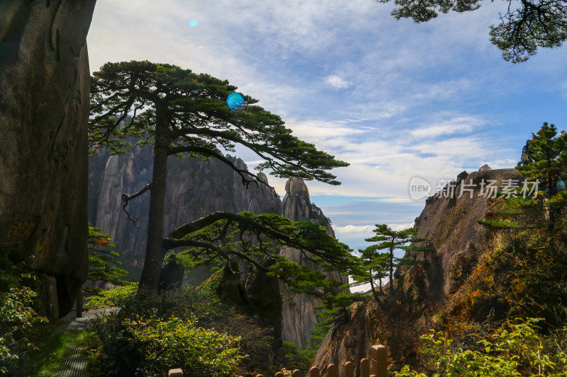 黄山迎客松