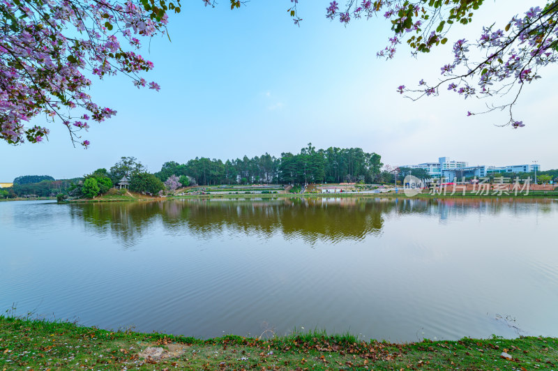 广州番禺大学城中心湖绿色草地树林湖景风光