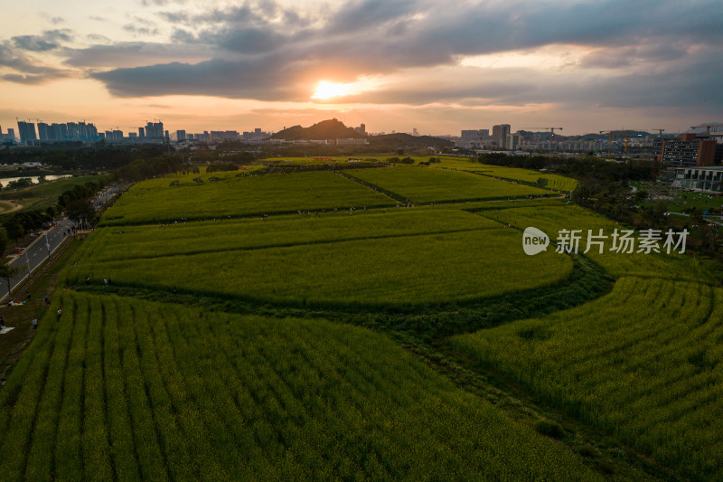 深圳光明小镇欢乐田园油菜花田