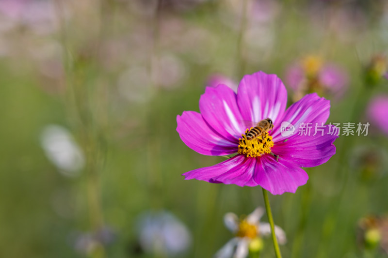 菊花、格桑花