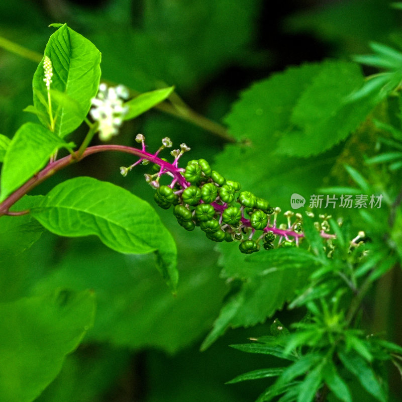 花蕊花朵含苞待放