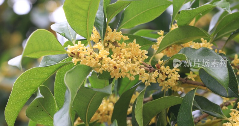 淡雅的黄色花朵桂花