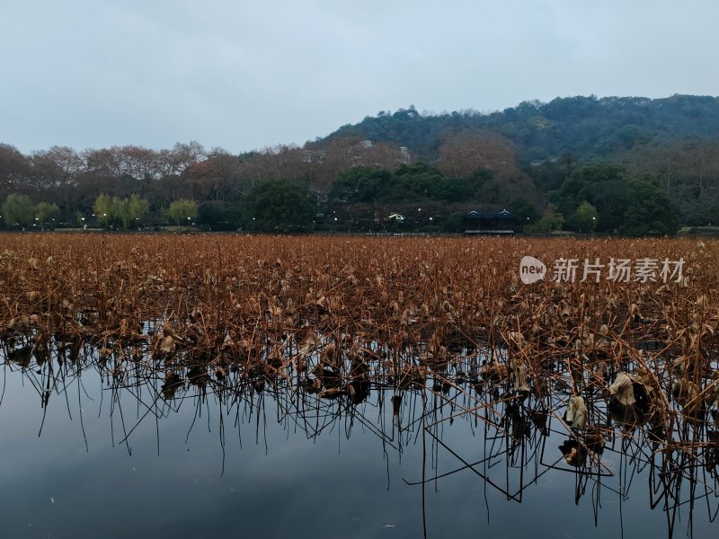 水面植物环绕的自然景象