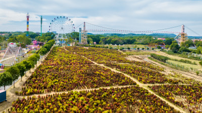 武汉蔡甸花博汇地肤草航拍