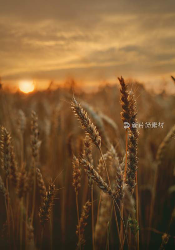 小麦麦子收获