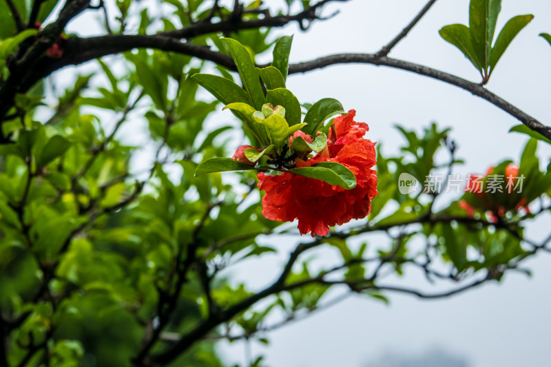 夏季雨后石榴花特写