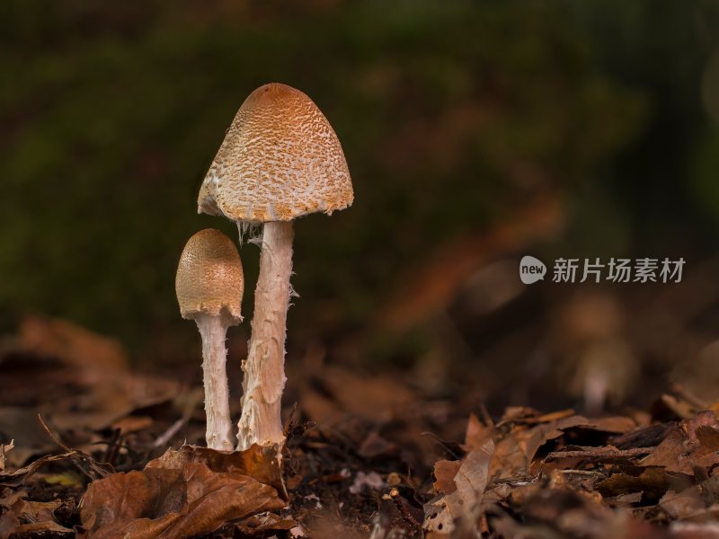 野生菌蘑菇生长环境菌类山菌野生菌