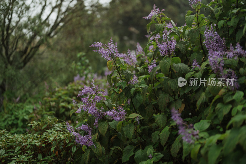 新西兰植物叶子近景