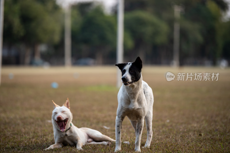 泰国清迈在草坪上玩耍的小狗们