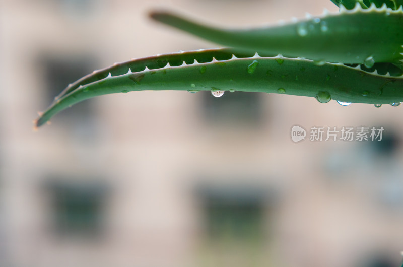 带水珠的芦荟叶片特写