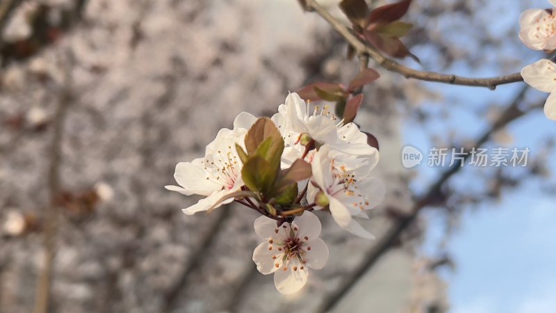 春天在枝头盛开的花