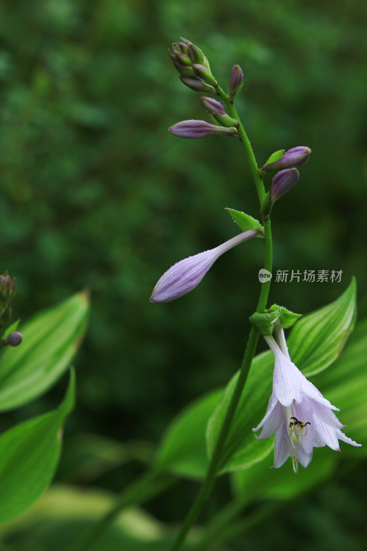 雨中的紫玉簪