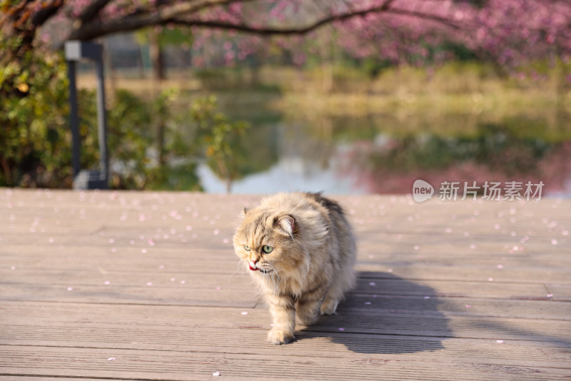 一只梅花树下行走的金吉拉