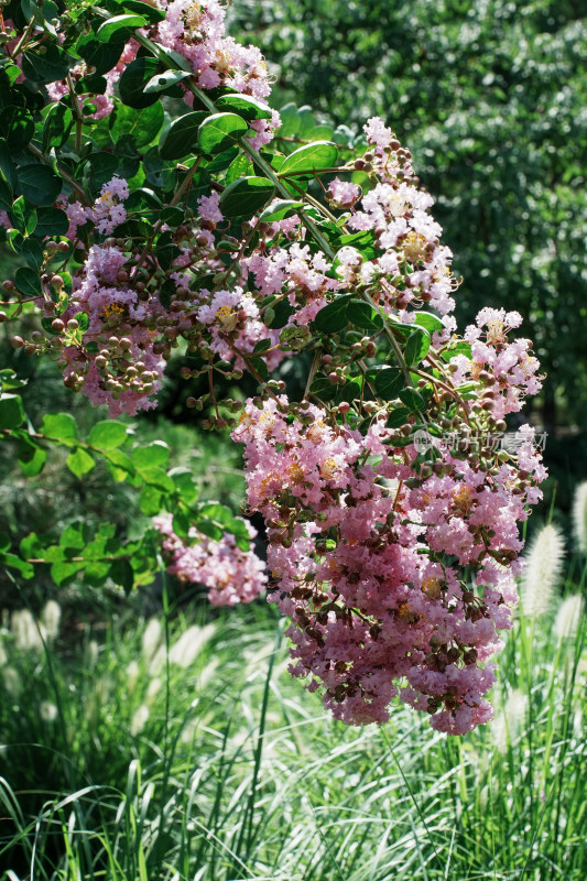 北京国家植物园紫薇花