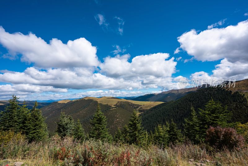 高原与山间松林