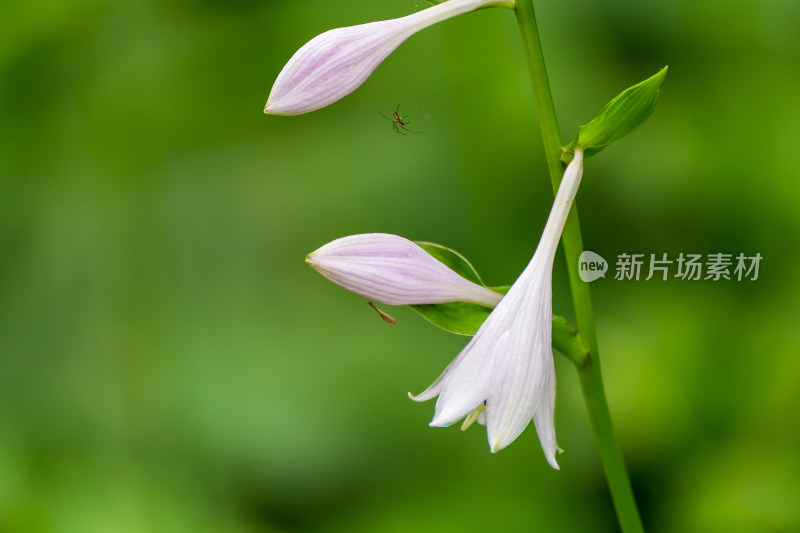 雅致的玉簪花