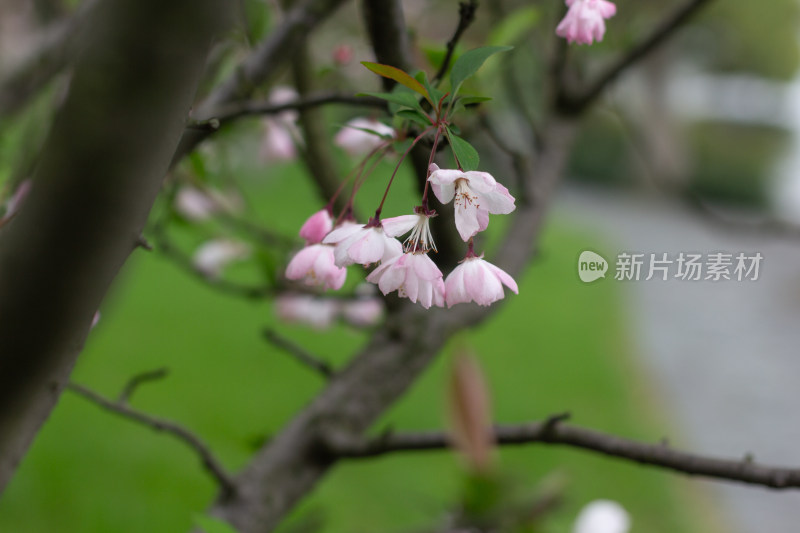 杭州花港观鱼海棠花开满枝 尽显春日生机