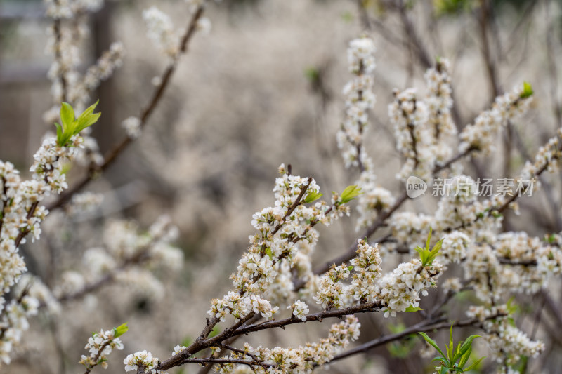 三华李花 李子树 花开