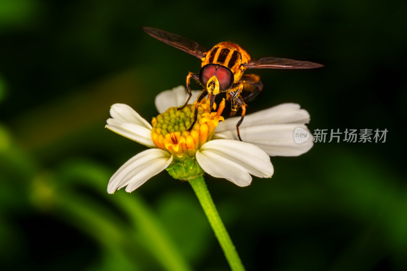 花蕊上的蜜蜂