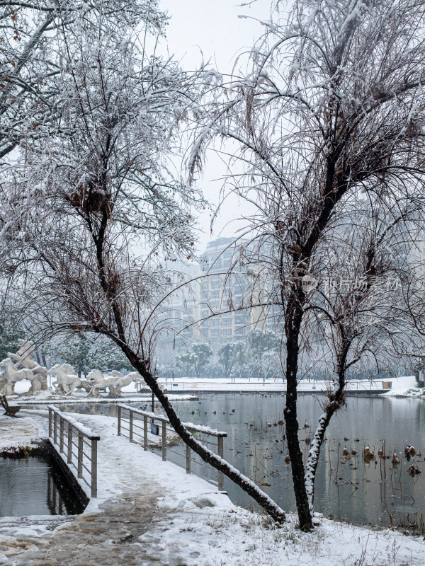 雪中树林小路 冬日唯美自然景观