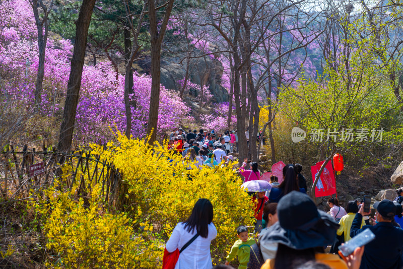 青岛大珠山杜鹃花风光