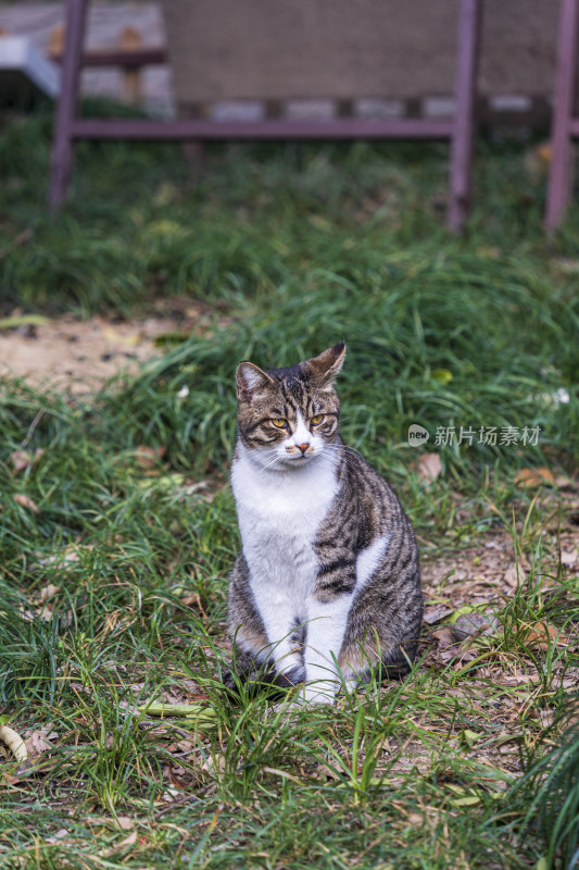 表情严肃的狸花猫