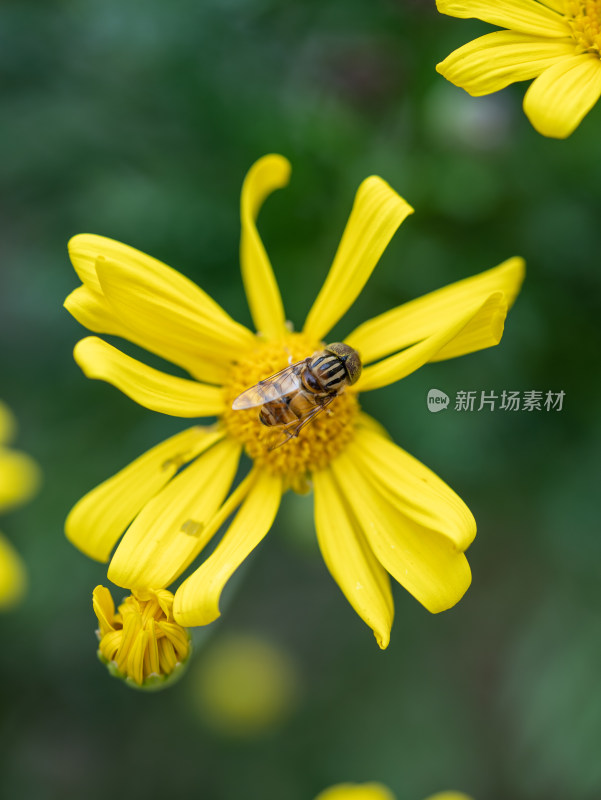 黄金菊花朵特写