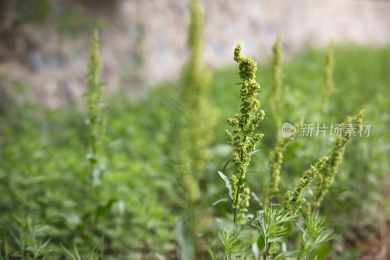 野草结出草籽