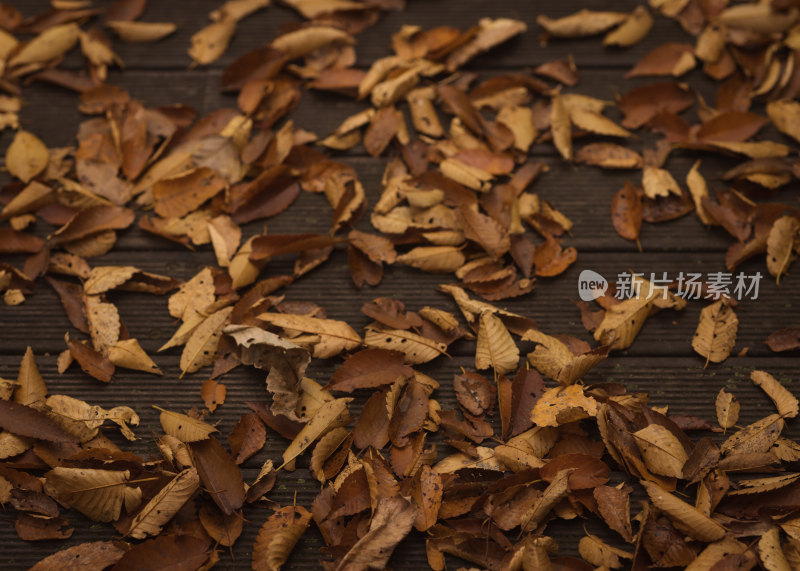 秋日地上的落叶