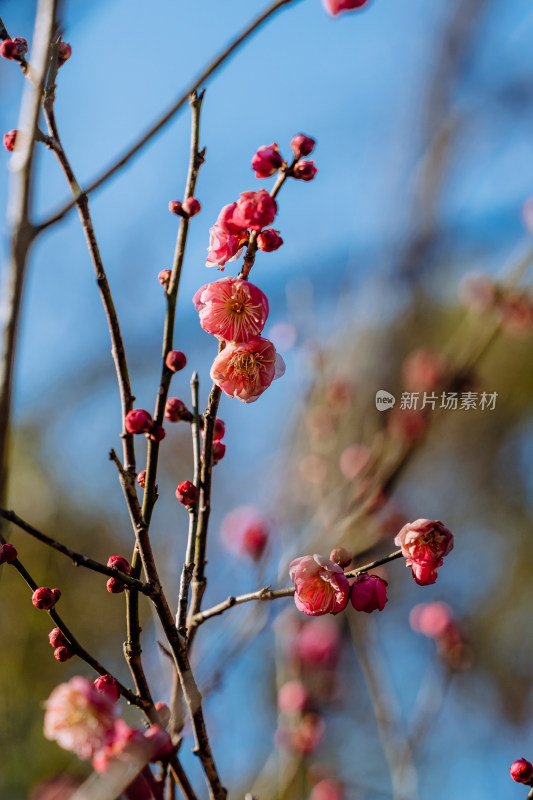 西溪湿地晴朗天气下盛开的梅花