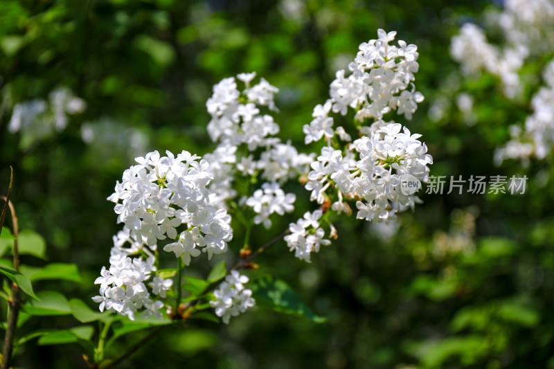 北京天坛公园丁香花