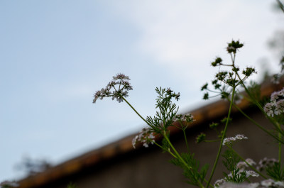 香菜芫荽开花了