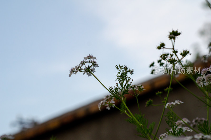 香菜芫荽开花了