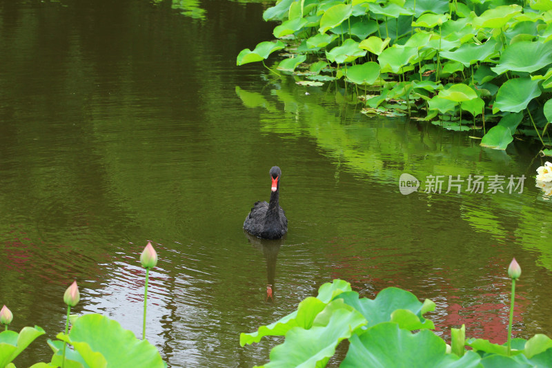 荷花池塘和黑天鹅