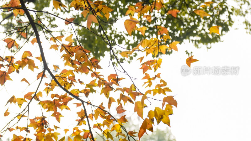 秋天枫叶摄影图