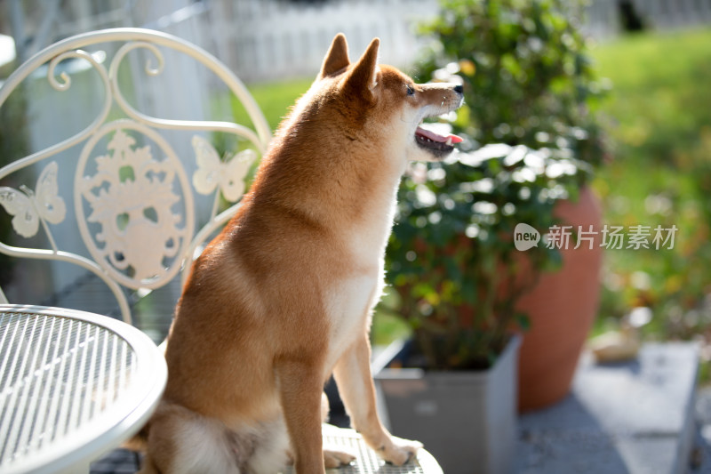 坐在白色椅子上的柴犬