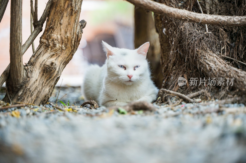 白色的猫躺在街道边休息