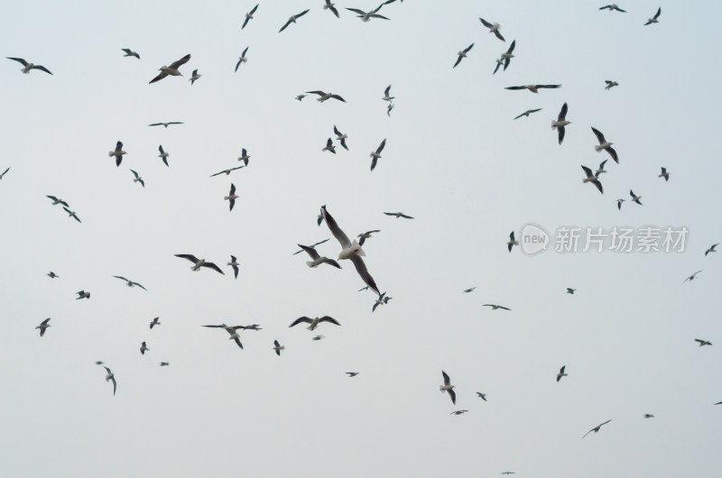 仰拍天空中的成群结队的海鸥